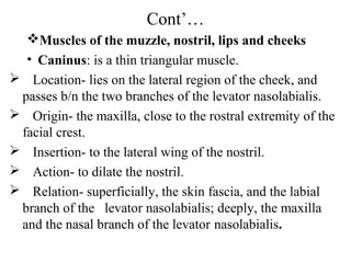 Cont’…
   Muscles of the muzzle, nostril, lips and cheeks
   • Caninus: is a thin triangular muscle.
 Location- lies on the lateral region of the cheek, and
 passes b/n the two branches of the levator nasolabialis.
 Origin- the maxilla, close to the rostral extremity of the
 facial crest.
 Insertion- to the lateral wing of the nostril.
 Action- to dilate the nostril.
 Relation- superficially, the skin fascia, and the labial
 branch of the levator nasolabialis; deeply, the maxilla
 and the nasal branch of the levator nasolabialis.
 