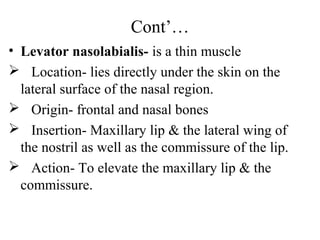 Cont’…
• Levator nasolabialis- is a thin muscle
 Location- lies directly under the skin on the
  lateral surface of the nasal region.
 Origin- frontal and nasal bones
 Insertion- Maxillary lip & the lateral wing of
  the nostril as well as the commissure of the lip.
 Action- To elevate the maxillary lip & the
  commissure.
 