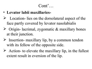 Cont’…
• Levator labii maxillaries-
 Location- lies on the dorsolateral aspect of the
  face partly covered by levator nasolabialis
 Origin- lacrimal, zygomatic & maxillary bones
  at their junction.
 Insertion- maxillary lip, by a common tendon
  with its fellow of the opposite side.
 Action- to elevate the maxillary lip, in the fullest
  extent result in eversion of the lip.
 