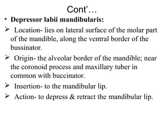 Cont’…
• Depressor labii mandibularis:
 Location- lies on lateral surface of the molar part
  of the mandible, along the ventral border of the
  bussinator.
 Origin- the alveolar border of the mandible; near
  the coronoid process and maxillary tuber in
  common with buccinator.
 Insertion- to the mandibular lip.
 Action- to depress & retract the mandibular lip.
 
