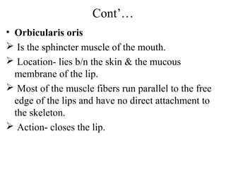 Cont’…
• Orbicularis oris
 Is the sphincter muscle of the mouth.
 Location- lies b/n the skin & the mucous
  membrane of the lip.
 Most of the muscle fibers run parallel to the free
  edge of the lips and have no direct attachment to
  the skeleton.
 Action- closes the lip.
 
