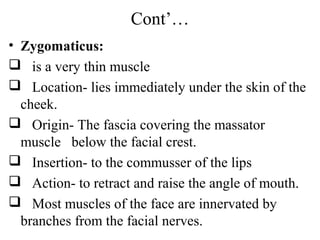 Cont’…
• Zygomaticus:
 is a very thin muscle
 Location- lies immediately under the skin of the
  cheek.
 Origin- The fascia covering the massator
  muscle below the facial crest.
 Insertion- to the commusser of the lips
 Action- to retract and raise the angle of mouth.
 Most muscles of the face are innervated by
  branches from the facial nerves.
 