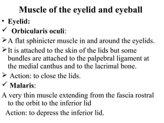 Muscle of the eyelid and eyeball
• Eyelid:
 Orbicularis oculi:
 A flat sphinicter muscle in and around the eyelids.
 It is attached to the skin of the lids but some
  bundles are attached to the palpebral ligament at
  the medial canthus and to the lacrimal bone.
 Action: to close the lids.
 Malaris:
A very thin muscle extending from the fascia rostral
  to the orbit to the inferior lid
 Action: to depress the inferior lid.
 