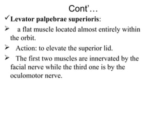 Cont’…
Levator palpebrae superioris:
 a flat muscle located almost entirely within
 the orbit.
 Action: to elevate the superior lid.
 The first two muscles are innervated by the
 facial nerve while the third one is by the
 oculomotor nerve.
 