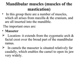 Mandibular muscles (muscles of the
            mastication)
• In this group there are a number of muscles,
  which all arises from maxilla & the cranium, and
  are all inserted into the mandible.
 The important ones are:
• Masseter
 Location- it extends from the zygomatic arch &
  facial crest over the broad part of the mandibular
  ramus.
 In camels the masseter is situated relatively far
  caudally, which enables the camel to open its jaw
  very widely.
 