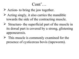 Cont’…
 Action- to bring the jaw together.
 Acting singly, it also carries the mandible
 towards the side of the contracting muscle.
 Structure- the superficial part of the muscle in
 its dorsal part is covered by a strong, glistening
 apponeurosis.
 This muscle is commonly examined for the
 presence of cysticercus bovis (tapeworm).
 