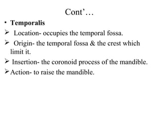 Cont’…
• Temporalis
 Location- occupies the temporal fossa.
 Origin- the temporal fossa & the crest which
  limit it.
 Insertion- the coronoid process of the mandible.
 Action- to raise the mandible.
 