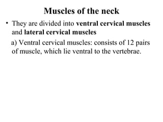 Muscles of the neck
• They are divided into ventral cervical muscles
  and lateral cervical muscles
  a) Ventral cervical muscles: consists of 12 pairs
  of muscle, which lie ventral to the vertebrae.
 