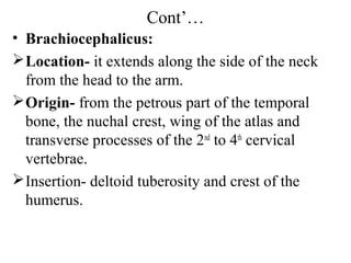 Cont’…
• Brachiocephalicus:
 Location- it extends along the side of the neck
  from the head to the arm.
 Origin- from the petrous part of the temporal
  bone, the nuchal crest, wing of the atlas and
  transverse processes of the 2nd to 4th cervical
  vertebrae.
 Insertion- deltoid tuberosity and crest of the
  humerus.
 