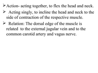  Action- acting together, to flex the head and neck.
 Acting singly, to incline the head and neck to the
  side of contraction of the respective muscle.
 Relation: The dorsal edge of the muscle is
  related to the external jugular vein and to the
  common carotid artery and vagus nerve.
 