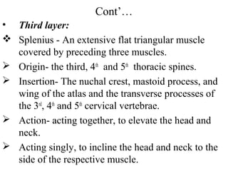 Cont’…
• Third layer:
 Splenius - An extensive flat triangular muscle
  covered by preceding three muscles.
 Origin- the third, 4th and 5th thoracic spines.
 Insertion- The nuchal crest, mastoid process, and
  wing of the atlas and the transverse processes of
  the 3rd, 4th and 5th cervical vertebrae.
 Action- acting together, to elevate the head and
  neck.
 Acting singly, to incline the head and neck to the
  side of the respective muscle.
 