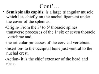 Cont’…
• Semispinalis capitis: is a large triangular muscle
  which lies chiefly on the nuchal ligament under
  the cover of the splenius.
 -Origin- From the 3rd to 5th thoracic spines,
  transverse processes of the 1st six or seven thoracic
   vertebrae and,
 -the articular processes of the cervical vertebrae.
 -Insertion- to the occipital bone just ventral to the
  nuchal crest.
 -Action- it is the chief extensor of the head and
  neck.
 