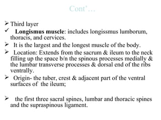 Cont’…
 Third layer
 Longismus muscle: includes longissmus lumborum,
  thoracis, and cervices.
 It is the largest and the longest muscle of the body.
 Location: Extends from the sacrum & ileum to the neck
  filling up the space b/n the spinous processes medially &
  the lumbar transverse processes & dorsal end of the ribs
  ventrally.
 Origin- the tuber, crest & adjacent part of the ventral
  surfaces of the ileum;

 the first three sacral spines, lumbar and thoracic spines
 and the supraspinous ligament.
 