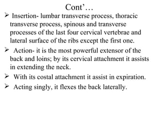 Cont’…
 Insertion- lumbar transverse process, thoracic
 transverse process, spinous and transverse
 processes of the last four cervical vertebrae and
 lateral surface of the ribs except the first one.
 Action- it is the most powerful extensor of the
 back and loins; by its cervical attachment it assists
 in extending the neck.
 With its costal attachment it assist in expiration.
 Acting singly, it flexes the back laterally.
 