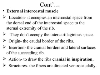 Cont’…
• External intercostal muscle
 Location- it occupies an intercostal space from
  the dorsal end of the intercostal space to the
  sternal extremity of the rib.
 They don't occupy the intercartilaginous space.
 Origin- the caudal border of the ribs.
 Insertion- the cranial borders and lateral surfaces
  of the succeeding rib.
 Action- to draw the ribs cranial in inspiration.
 Structures- the fibers are directed ventrocaudally.
 