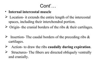 Cont’…
• Internal intercostal muscle
 Location- it extends the entire length of the intercostal
  spaces, including their interchondral portion.
 Origin- the cranial borders of the ribs & their cartilages.

 Insertion- The caudal borders of the preceding ribs &
 cartilages.
 Action- to draw the ribs caudally during expiration.
 Structures- The fibers are directed obliquely ventrally
 and cranially.
 