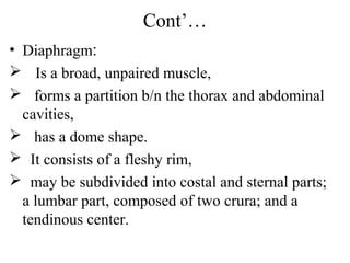 Cont’…
• Diaphragm:
 Is a broad, unpaired muscle,
 forms a partition b/n the thorax and abdominal
  cavities,
 has a dome shape.
 It consists of a fleshy rim,
 may be subdivided into costal and sternal parts;
  a lumbar part, composed of two crura; and a
  tendinous center.
 