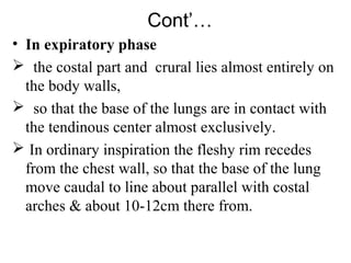 Cont’…
• In expiratory phase
 the costal part and crural lies almost entirely on
  the body walls,
 so that the base of the lungs are in contact with
  the tendinous center almost exclusively.
 In ordinary inspiration the fleshy rim recedes
  from the chest wall, so that the base of the lung
  move caudal to line about parallel with costal
  arches & about 10-12cm there from.
 