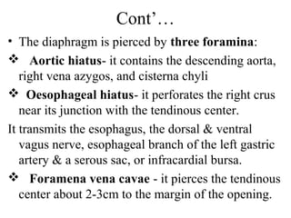 Cont’…
• The diaphragm is pierced by three foramina:
 Aortic hiatus- it contains the descending aorta,
   right vena azygos, and cisterna chyli
 Oesophageal hiatus- it perforates the right crus
   near its junction with the tendinous center.
It transmits the esophagus, the dorsal & ventral
   vagus nerve, esophageal branch of the left gastric
   artery & a serous sac, or infracardial bursa.
 Foramena vena cavae - it pierces the tendinous
   center about 2-3cm to the margin of the opening.
 