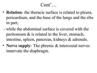 Cont’…
• Relation- the thoracic surface is related to pleura,
   pericardium, and the base of the lungs and the ribs
   in part,
 - while the abdominal surface is covered with the
   peritoneum & is related to the liver, stomach,
   intestine, spleen, pancreas, kidneys & adrenals.
• Nerve supply- The phrenic & intercostal nerves
   innervate the diaphragm.
 