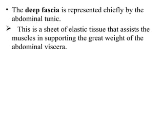• The deep fascia is represented chiefly by the
  abdominal tunic.
 This is a sheet of elastic tissue that assists the
  muscles in supporting the great weight of the
  abdominal viscera.
 