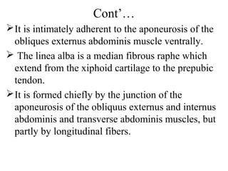 Cont’…
 It is intimately adherent to the aponeurosis of the
  obliques externus abdominis muscle ventrally.
 The linea alba is a median fibrous raphe which
  extend from the xiphoid cartilage to the prepubic
  tendon.
 It is formed chiefly by the junction of the
  aponeurosis of the obliquus externus and internus
  abdominis and transverse abdominis muscles, but
  partly by longitudinal fibers.
 