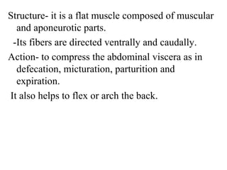 Structure- it is a flat muscle composed of muscular
  and aponeurotic parts.
 -Its fibers are directed ventrally and caudally.
Action- to compress the abdominal viscera as in
  defecation, micturation, parturition and
  expiration.
It also helps to flex or arch the back.
 