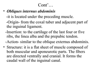 Cont’…
• Obliques internus abdominis
  -it is located under the preceding muscle.
  -Origin- from the coxal tuber and adjacent part of
  the inguinal ligament.
 -Insertion: to the cartilage of the last four or five
  ribs, the linea alba and the prepubic tendon.
 -Action- similar to the oblique externus abdominis.
• Structure: it is a flat sheet of muscle composed of
  both muscular and aponeurotic parts. The fibers
  are directed ventrally and cranial. It forms the
  caudal wall of the inguinal canal.
 