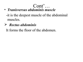 Cont’…
• Tranisversus abdominis muscle
 -it is the deepest muscle of the abdominal
  muscles.
 Rectus abdominis
 It forms the floor of the abdomen.
 