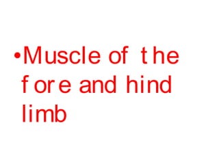 •Muscle of t he
 f or e and hind
 limb
 