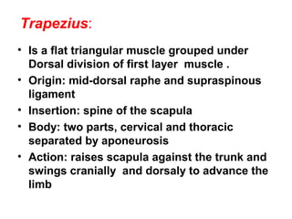 Trapezius:
• Is a flat triangular muscle grouped under
  Dorsal division of first layer muscle .
• Origin: mid-dorsal raphe and supraspinous
  ligament
• Insertion: spine of the scapula
• Body: two parts, cervical and thoracic
  separated by aponeurosis
• Action: raises scapula against the trunk and
  swings cranially and dorsaly to advance the
  limb
 