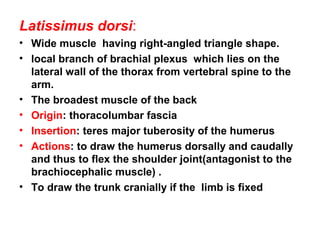Latissimus dorsi:
• Wide muscle having right-angled triangle shape.
• local branch of brachial plexus which lies on the
  lateral wall of the thorax from vertebral spine to the
  arm.
• The broadest muscle of the back
• Origin: thoracolumbar fascia
• Insertion: teres major tuberosity of the humerus
• Actions: to draw the humerus dorsally and caudally
  and thus to flex the shoulder joint(antagonist to the
  brachiocephalic muscle) .
• To draw the trunk cranially if the limb is fixed
 