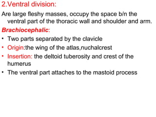 2.Ventral division:
Are large fleshy masses, occupy the space b/n the
  ventral part of the thoracic wall and shoulder and arm.
Brachiocephalic:
• Two parts separated by the clavicle
• Origin:the wing of the atlas,nuchalcrest
• Insertion: the deltoid tuberosity and crest of the
  humerus
• The ventral part attaches to the mastoid process
 