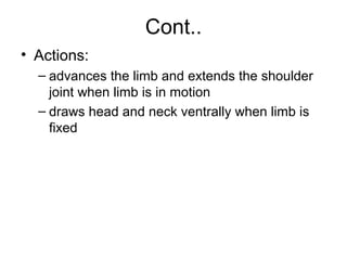 Cont..
• Actions:
  – advances the limb and extends the shoulder
    joint when limb is in motion
  – draws head and neck ventrally when limb is
    fixed
 