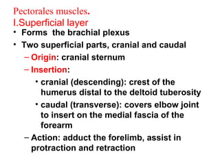 Pectorales muscles.
I.Superficial layer
• Forms the brachial plexus
• Two superficial parts, cranial and caudal
   – Origin: cranial sternum
   – Insertion:
      • cranial (descending): crest of the
        humerus distal to the deltoid tuberosity
      • caudal (transverse): covers elbow joint
        to insert on the medial fascia of the
        forearm
   – Action: adduct the forelimb, assist in
     protraction and retraction
 