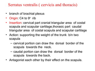 Serratus ventralis ( cervicis and thoracis)
• branch of brachial plexus
• Origin: C4 to 9th rib
• Insertion: cervical part cranial triangular area of costal
  scapula and scapular cartilage,thorasic part caudal
  triangular area of costal scapula and scapular cartilage
• Action: supporting the weight of the trunk b/n two
  scapula
   – cervical portion can draw the dorsal border of the
      scapula towards the neck.
   – caudal portion can draw the dorsal border of the
      scapula towards the back.
• Antagonist each other by their effect on the scapula.
 