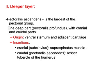 II. Deeper layer:


-Pectoralis ascendens - is the largest of the
  pectorial group.
 One deep part (pectoralis profundus), with cranial
  and caudal parts
   – Origin: ventral sternum and adjacent cartilage
   – Insertions:
      • cranial (subclavius): supraspinatus muscle .
      • caudal (pectoralis ascendens): lesser
        tubercle of the humerus
 