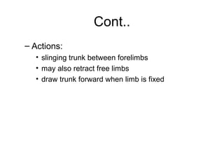 Cont..
– Actions:
  • slinging trunk between forelimbs
  • may also retract free limbs
  • draw trunk forward when limb is fixed
 