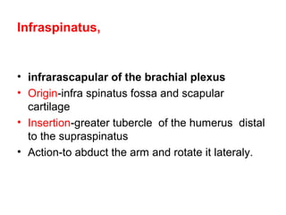 Infraspinatus,


• infrarascapular of the brachial plexus
• Origin-infra spinatus fossa and scapular
  cartilage
• Insertion-greater tubercle of the humerus distal
  to the supraspinatus
• Action-to abduct the arm and rotate it lateraly.
 