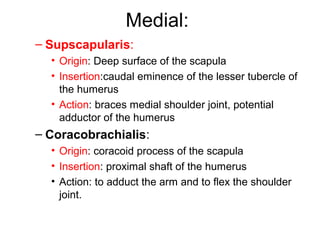 Medial:
– Supscapularis:
  • Origin: Deep surface of the scapula
  • Insertion:caudal eminence of the lesser tubercle of
    the humerus
  • Action: braces medial shoulder joint, potential
    adductor of the humerus
– Coracobrachialis:
  • Origin: coracoid process of the scapula
  • Insertion: proximal shaft of the humerus
  • Action: to adduct the arm and to flex the shoulder
    joint.
 