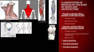 Strap Parallel Muscle Myology | PPTX