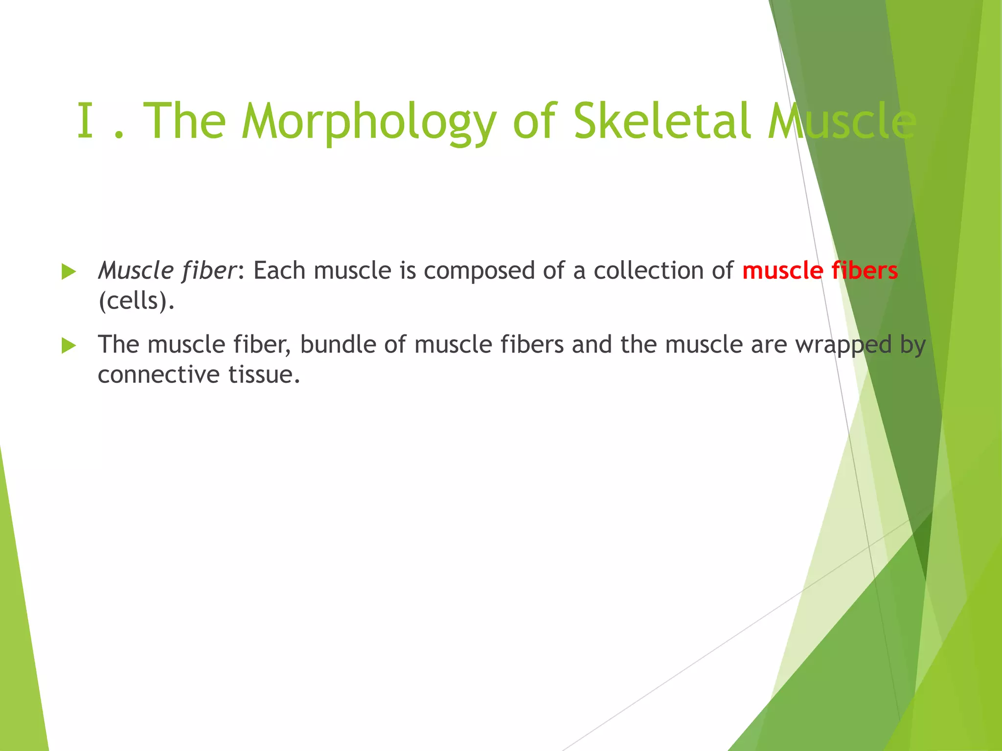 Ⅰ. The Morphology of Skeletal Muscle
 Muscle fiber: Each muscle is composed of a collection of muscle fibers
(cells).
 The muscle fiber, bundle of muscle fibers and the muscle are wrapped by
connective tissue.
 