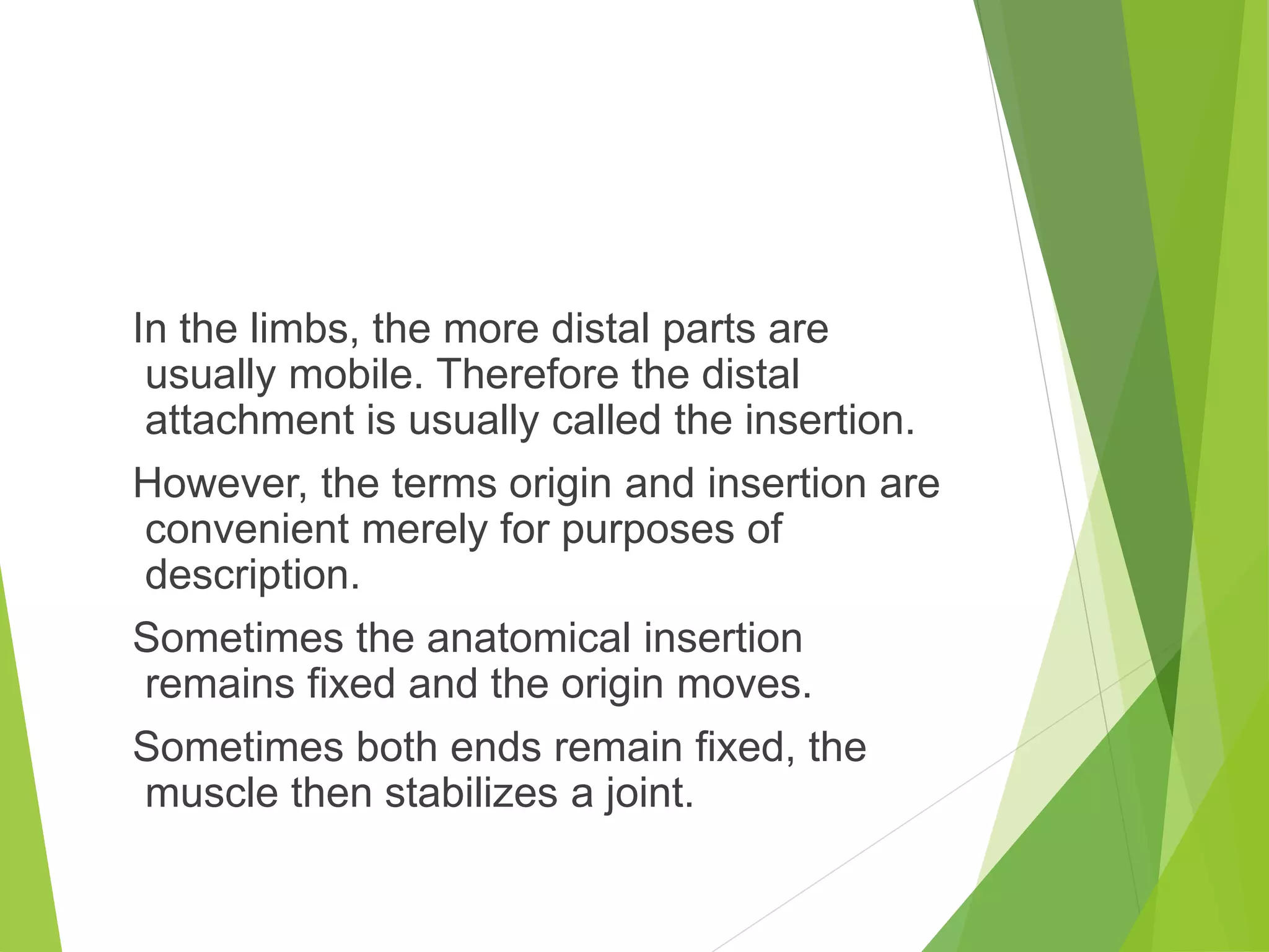 In the limbs, the more distal parts are
usually mobile. Therefore the distal
attachment is usually called the insertion.
However, the terms origin and insertion are
convenient merely for purposes of
description.
Sometimes the anatomical insertion
remains fixed and the origin moves.
Sometimes both ends remain fixed, the
muscle then stabilizes a joint.
 