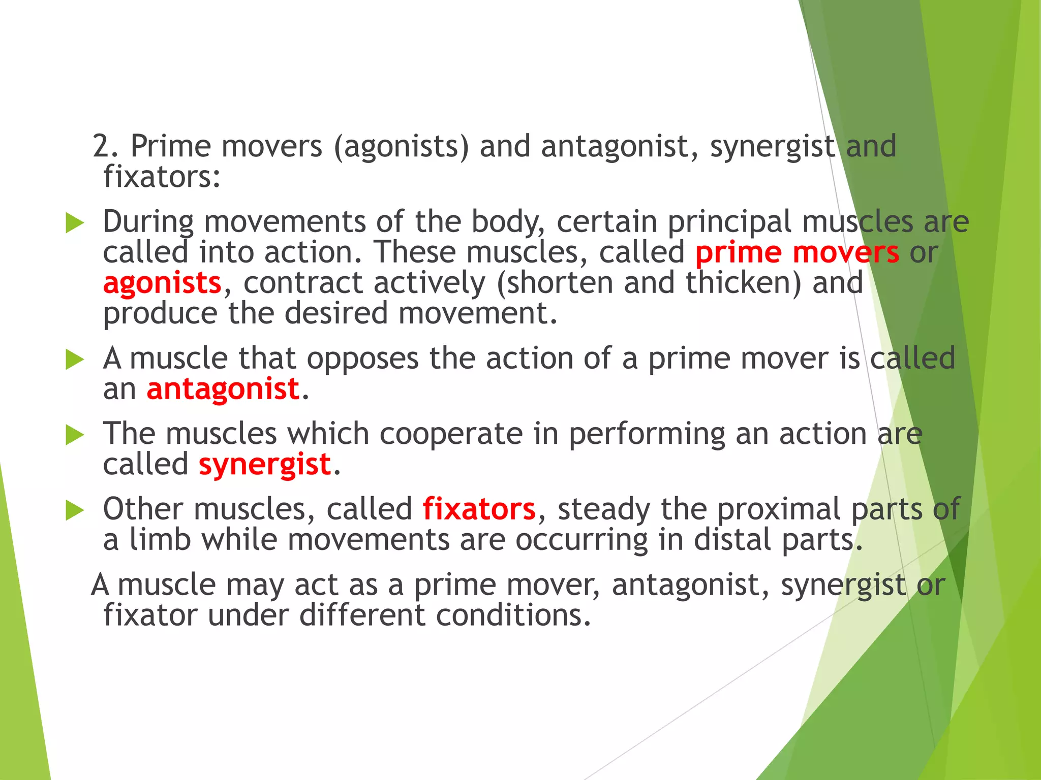 2. Prime movers (agonists) and antagonist, synergist and
fixators:
 During movements of the body, certain principal muscles are
called into action. These muscles, called prime movers or
agonists, contract actively (shorten and thicken) and
produce the desired movement.
 A muscle that opposes the action of a prime mover is called
an antagonist.
 The muscles which cooperate in performing an action are
called synergist.
 Other muscles, called fixators, steady the proximal parts of
a limb while movements are occurring in distal parts.
A muscle may act as a prime mover, antagonist, synergist or
fixator under different conditions.
 