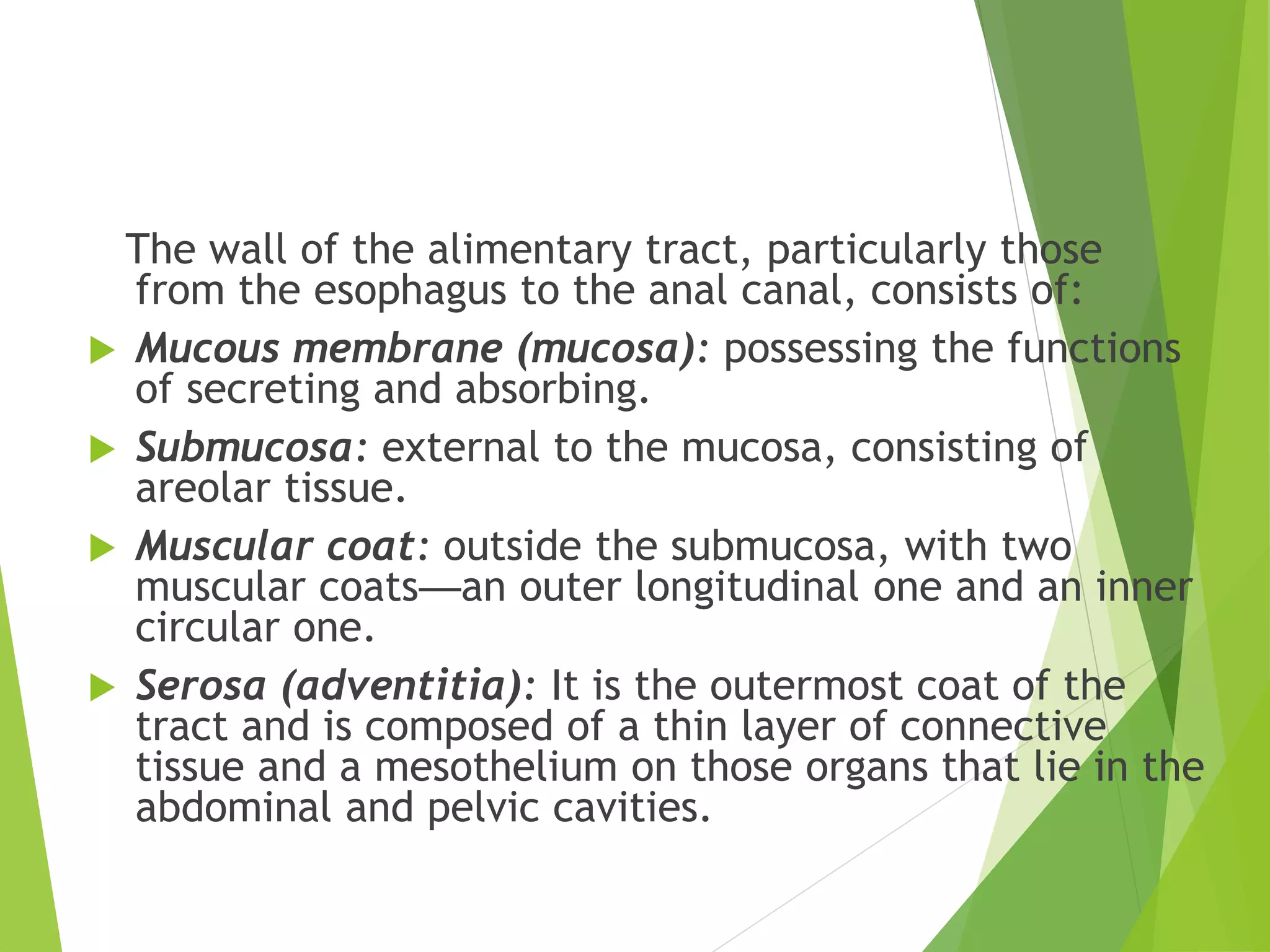 The wall of the alimentary tract, particularly those
from the esophagus to the anal canal, consists of:
 Mucous membrane (mucosa): possessing the functions
of secreting and absorbing.
 Submucosa: external to the mucosa, consisting of
areolar tissue.
 Muscular coat: outside the submucosa, with two
muscular coats—an outer longitudinal one and an inner
circular one.
 Serosa (adventitia): It is the outermost coat of the
tract and is composed of a thin layer of connective
tissue and a mesothelium on those organs that lie in the
abdominal and pelvic cavities.
 
