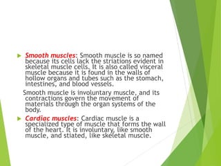  Smooth muscles: Smooth muscle is so named
because its cells lack the striations evident in
skeletal muscle cells. It is also called visceral
muscle because it is found in the walls of
hollow organs and tubes such as the stomach,
intestines, and blood vessels.
Smooth muscle is involuntary muscle, and its
contractions govern the movement of
materials through the organ systems of the
body.
 Cardiac muscles: Cardiac muscle is a
specialized type of muscle that forms the wall
of the heart. It is involuntary, like smooth
muscle, and stiated, like skeletal muscle.
 