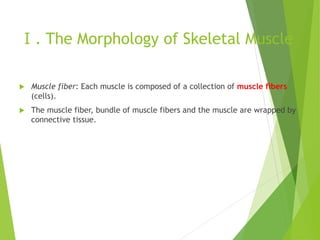 Ⅰ. The Morphology of Skeletal Muscle
 Muscle fiber: Each muscle is composed of a collection of muscle fibers
(cells).
 The muscle fiber, bundle of muscle fibers and the muscle are wrapped by
connective tissue.
 