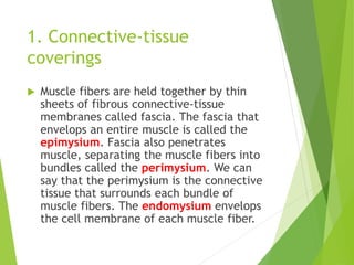 1. Connective-tissue
coverings
 Muscle fibers are held together by thin
sheets of fibrous connective-tissue
membranes called fascia. The fascia that
envelops an entire muscle is called the
epimysium. Fascia also penetrates
muscle, separating the muscle fibers into
bundles called the perimysium. We can
say that the perimysium is the connective
tissue that surrounds each bundle of
muscle fibers. The endomysium envelops
the cell membrane of each muscle fiber.
 