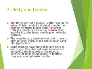 2. Belly and tendon
 The fleshy part of a muscle is often called the
belly. At each end of a skeletal muscle the
connective tissue blends with the strong
collagen bundles to form the tendon that
anchors it to the bone, cartilage or articular
capsule.
 The muscles vary extremely in their shape. It
may be long, short, broad and circular band-
like (sphincter).
 Some muscles have more than one belly or
one origin. The fibers of some muscles are
oblique to the long axis of the muscle.
Because of their resemblance to feathers,
they are called pinnate muscles.
 