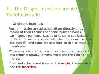 Ⅱ. The Origin, Insertion and Action of
Skeletal Muscle
1. Origin and Insertion:
Most of muscles are attached either directly or by
means of their tendons of aponeuroses to bones,
cartilages, ligaments, fasciae or to some combination
of these. Some muscles are attached to organs, such as
the eyeball, and some are attached to skin or mucous
membrane.
When a muscle contracts and becomes short, one of its
attachments usually remains fixed and the other one
moves.
The fixed attachment is called the origin, the movable
one the insertion.
 